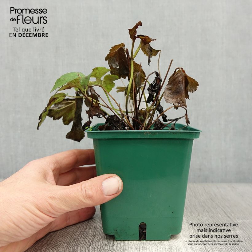 Anemone hupehensis Pamina - Anémona del Japón Maceta 1L/1,5L Ejemplar entregado en invierno