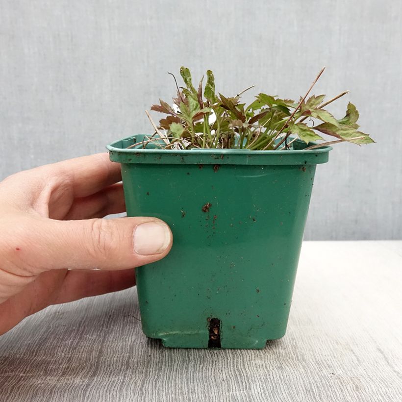 Anemone hupehensis Pamina - Anémona del Japón Maceta 1L/1,5L Ejemplar entregado en la primavera