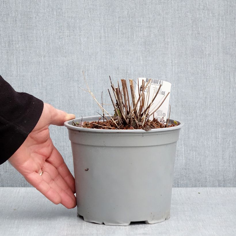 Anemone hupehensis Pamina - Anémona del Japón Maceta 3L/4L Ejemplar entregado en la primavera