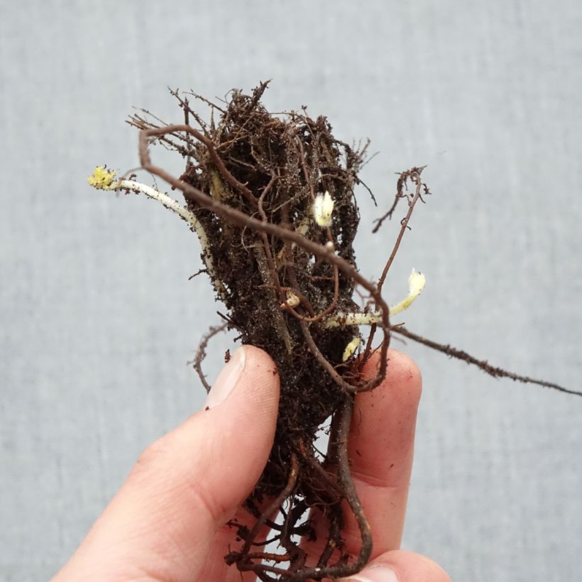 Anemone hupehensis Pamina - Anémona del Japón Raíces desnudas Ejemplar entregado en invierno