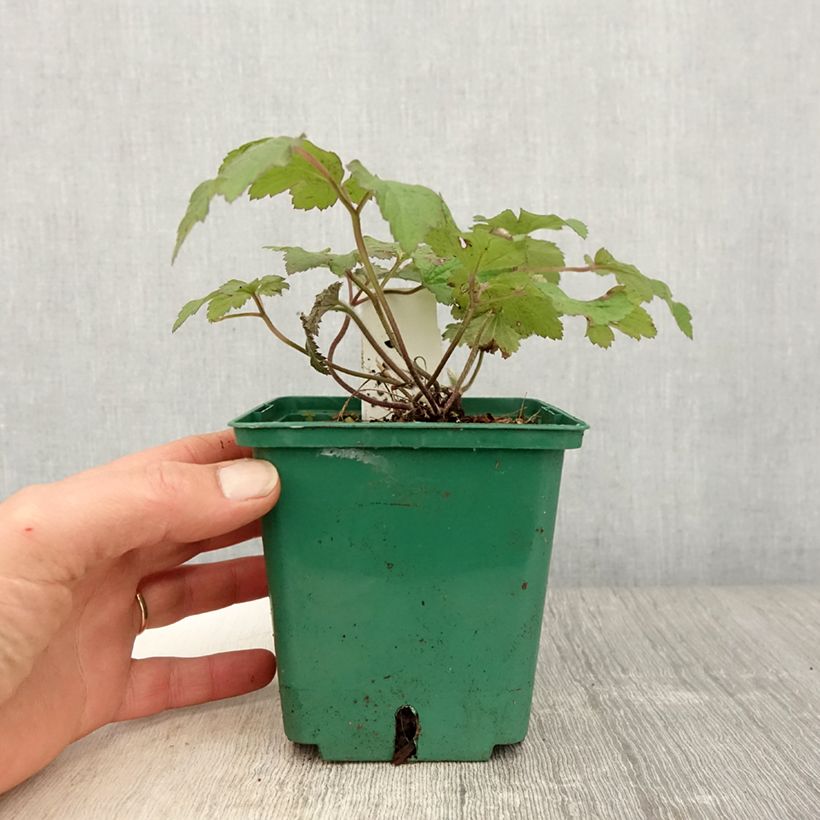 Anemone tomentosa Robustissima Maceta 1,5L/2L Ejemplar entregado en la primavera