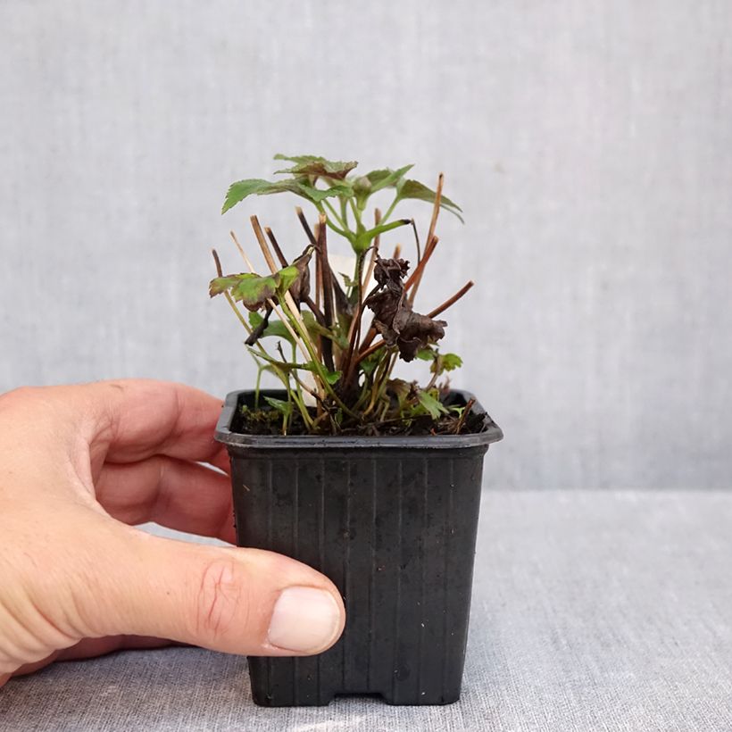 Ejemplar de Anemone hybrida Rubra Plena Maceta de 8/9 cm entregado en otoño