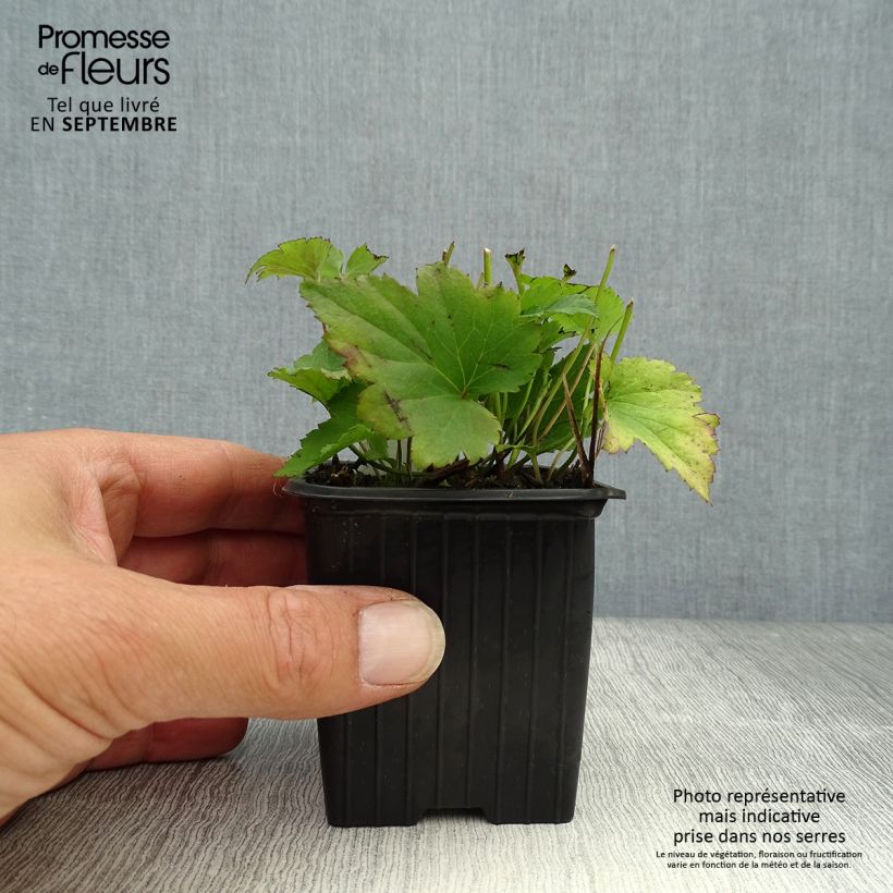 Ejemplar de Anemone hupehensis Praecox - Anémona del Japón Maceta de 8/9 cm entregado en otoño