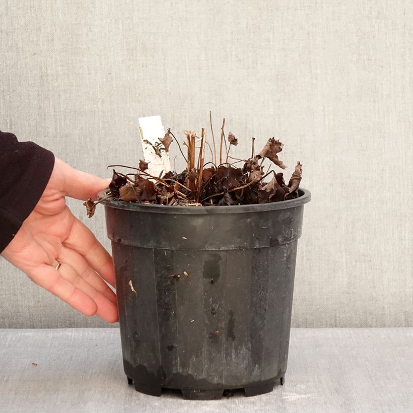 Anemone hupehensis Praecox - Anémona del Japón Maceta 2L/3L Ejemplar entregado en invierno