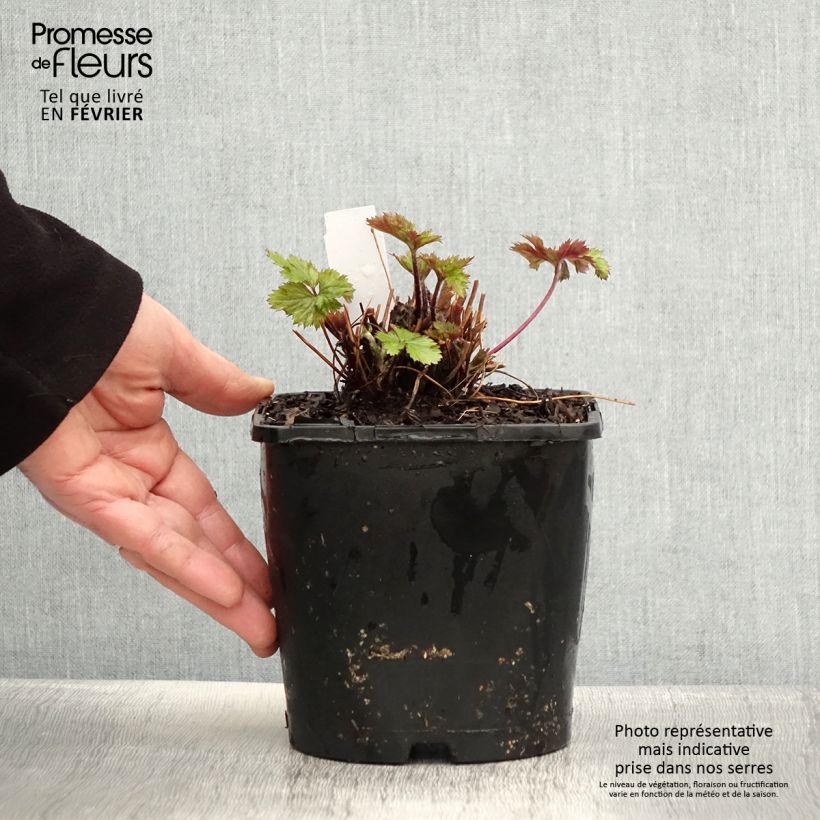 Anemone Elfin Swan Maceta 2L/3L Ejemplar entregado en invierno