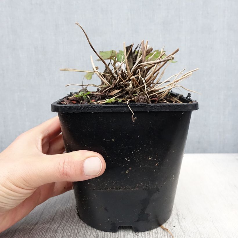 Anemone Elfin Swan Maceta 2L/3L Ejemplar entregado en la primavera