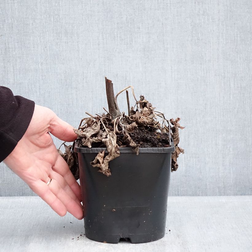 Anemone (x) hupehensis Royal Blush Maceta 1,5L/2L Ejemplar entregado en invierno