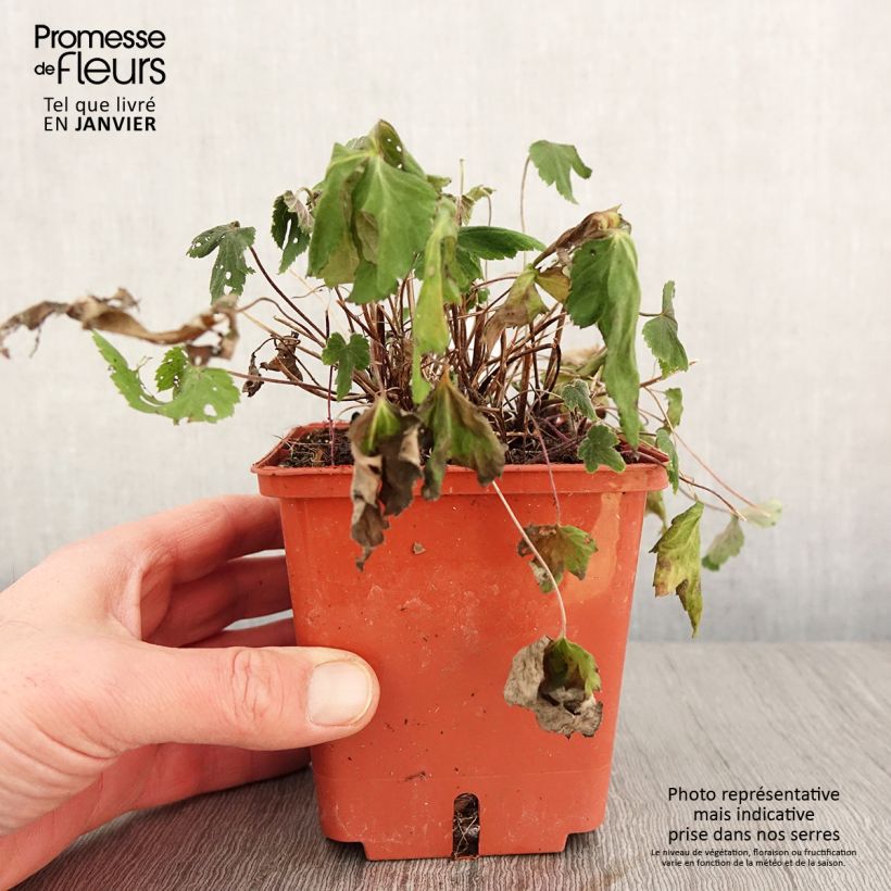 Anemone hupehensis Snow Angels - Anémona del Japón Maceta 1L/1,5L Ejemplar entregado en invierno