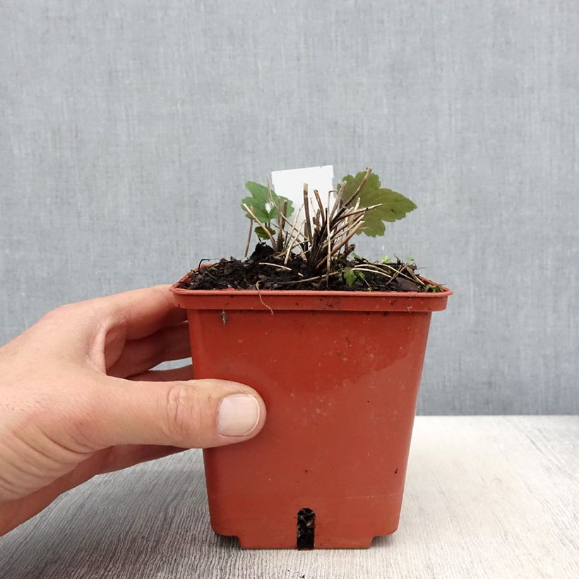 Anemone hupehensis Snow Angels - Anémona del Japón Maceta 1L/1,5L Ejemplar entregado en la primavera