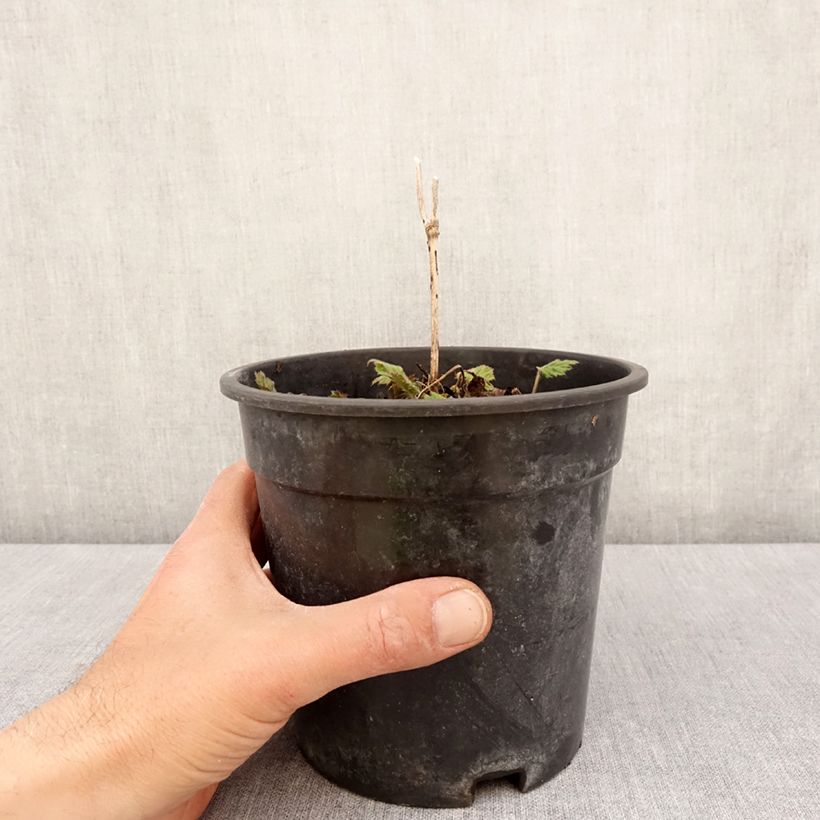 Anemone Andrea Atkinson Maceta 2L/3L Ejemplar entregado en la primavera