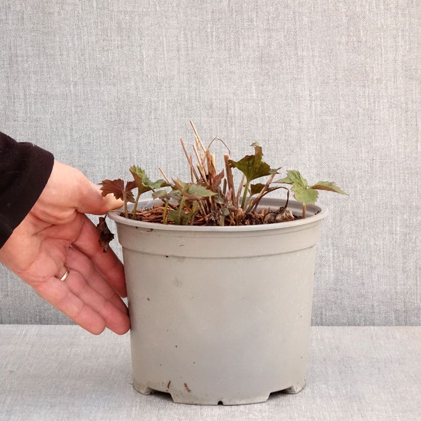 Anemone Mont Rose Maceta 3L/4L Ejemplar entregado en la primavera