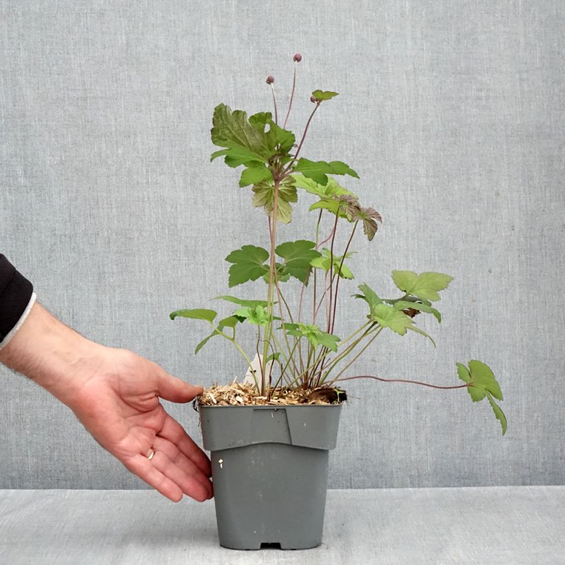 Ejemplar de Anemone Serenade Maceta 2L/3L entregado en otoño