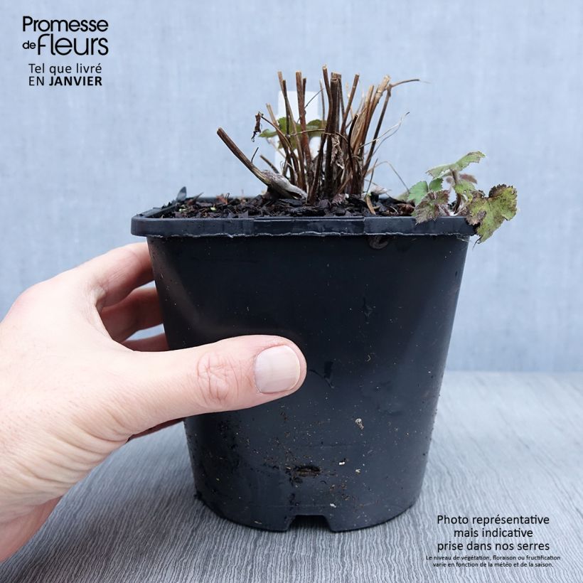 Anemone Serenade Maceta 2L/3L Ejemplar entregado en invierno