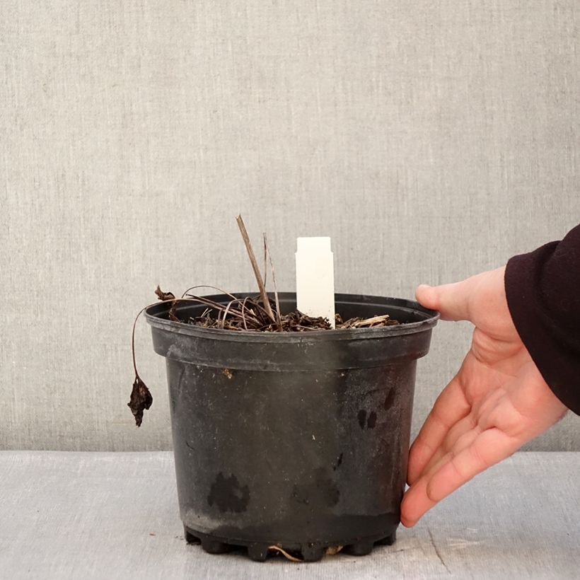 Anemone leveillei Maceta 2L/3L Ejemplar entregado en invierno