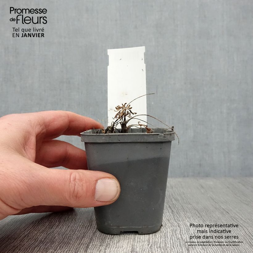Anemone multifida Rubra Maceta de 8/9 cm Ejemplar entregado en invierno