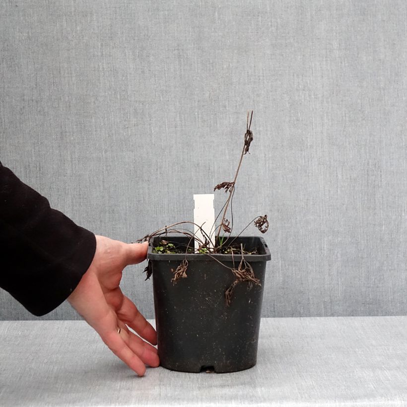 Anemone multifida Rubra Maceta 2L/3L Ejemplar entregado en invierno