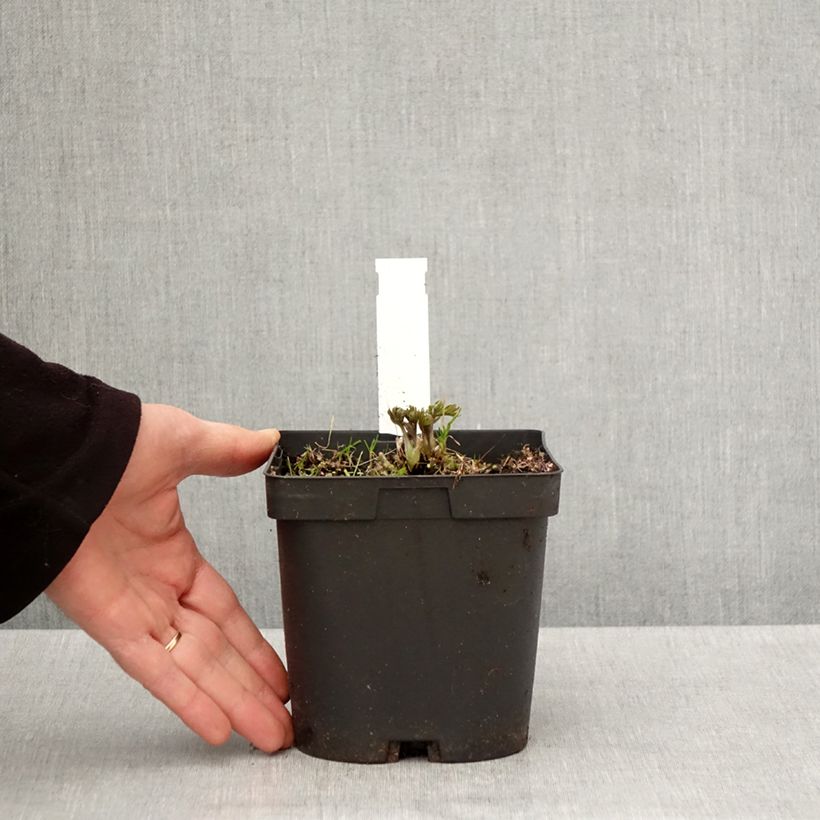 Anemone multifida Rubra Maceta 2L/3L Ejemplar entregado en la primavera