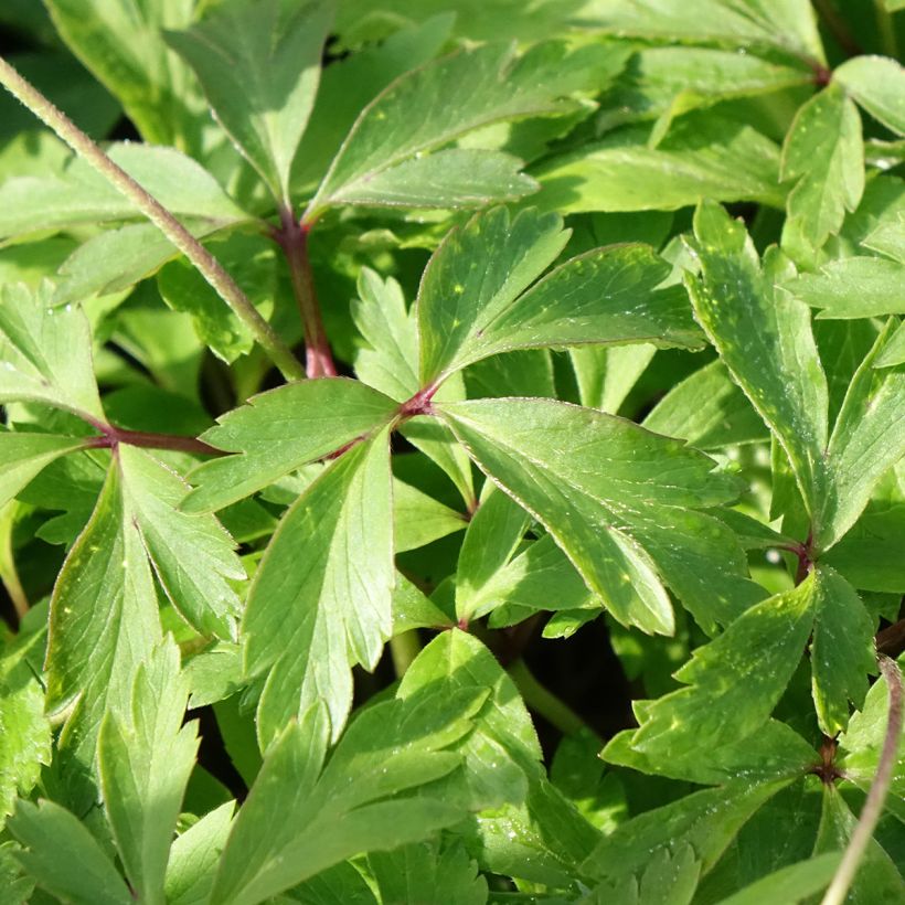 Anemone nemorosa Blue Eyes - Anémona de bosque (Follaje)