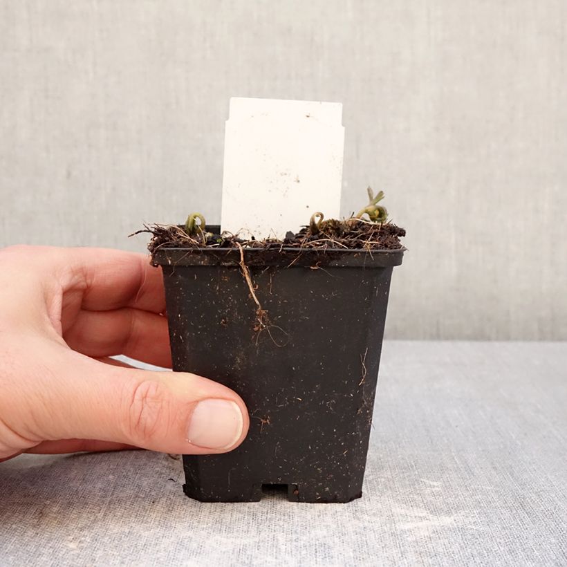 Anemone nemorosa Blue Eyes - Anémona de bosque Maceta de 8/9 cm calibre I Ejemplar entregado en invierno