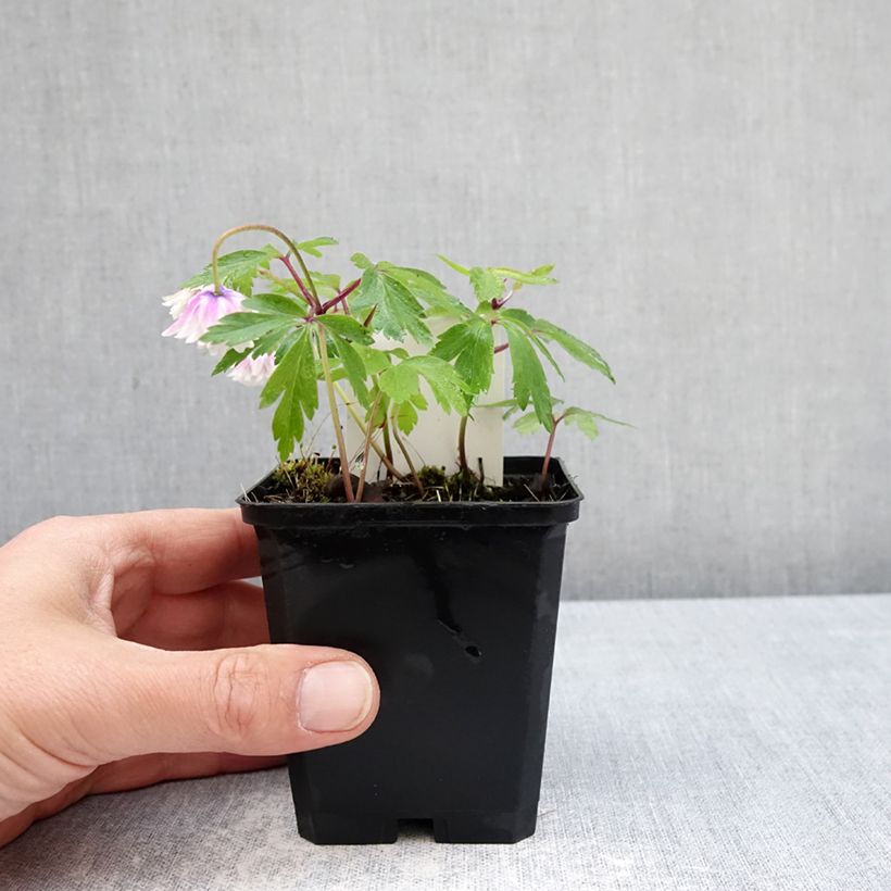 Anemone nemorosa Blue Eyes - Anémona de bosque Maceta de 8/9 cm calibre I Ejemplar entregado en la primavera