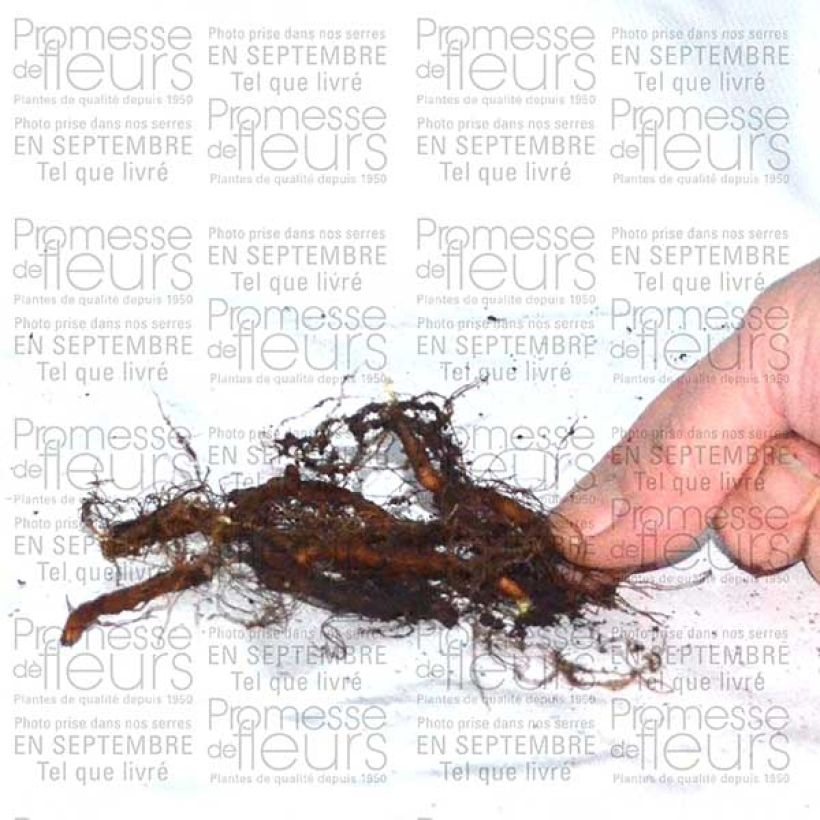 Ejemplo de ejemplar de Anemone ranunculoides - Anémone fausse renoncule Bulbe calibre I tal y como se entrega