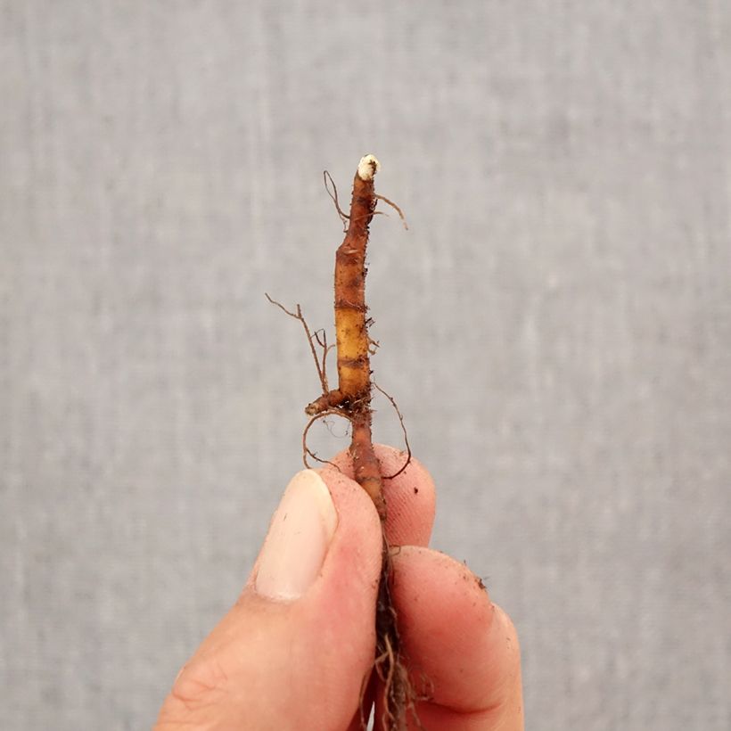 Ejemplar de Anemone ranunculoides - Anémona amarilla Bulbo calibre I entregado en otoño