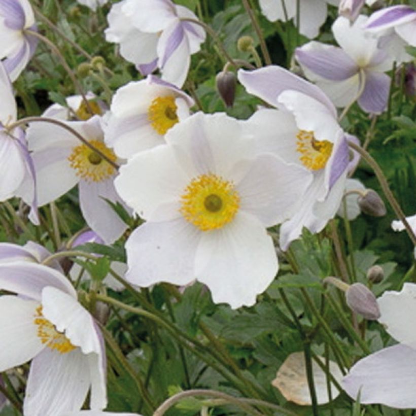 Anemone Wild Swan (Floración)