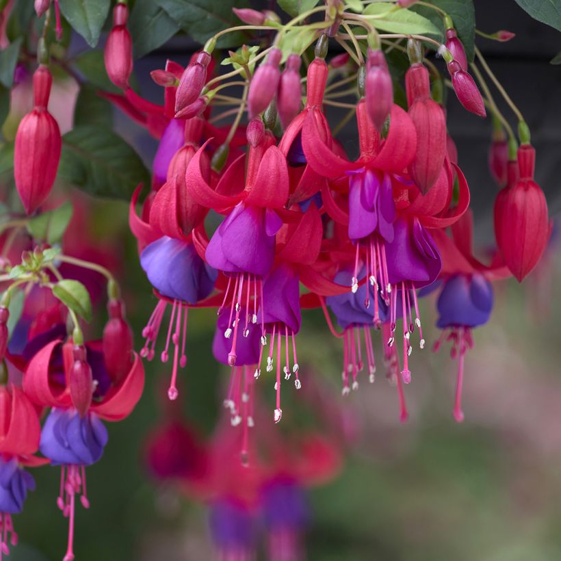 Fuchsia Angela - Fucsia (Floración)