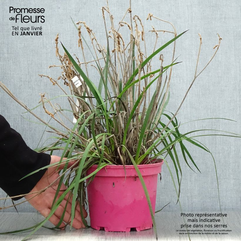 Anigozanthos flavidus Bush Pearl Maceta 2L/3L Ejemplar entregado en invierno