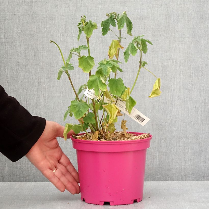 Anisodontea capensis El Rayo Maceta 4L/5L Ejemplar entregado en invierno