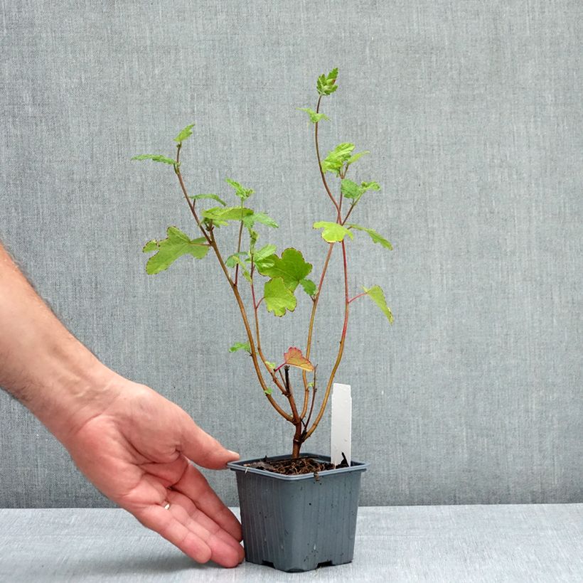 Ejemplar de Anisodontea capensis El Rayo Maceta de 8/9 cm entregado en verano