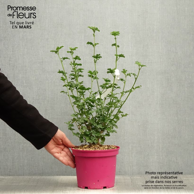 Anisodontea Cristal rose Maceta 3L/4L Ejemplar entregado en la primavera