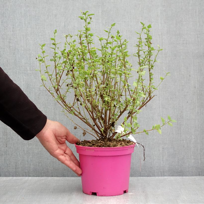 Ejemplar de Anisodontea Lady in Pink Maceta 3L/4L entregado en otoño
