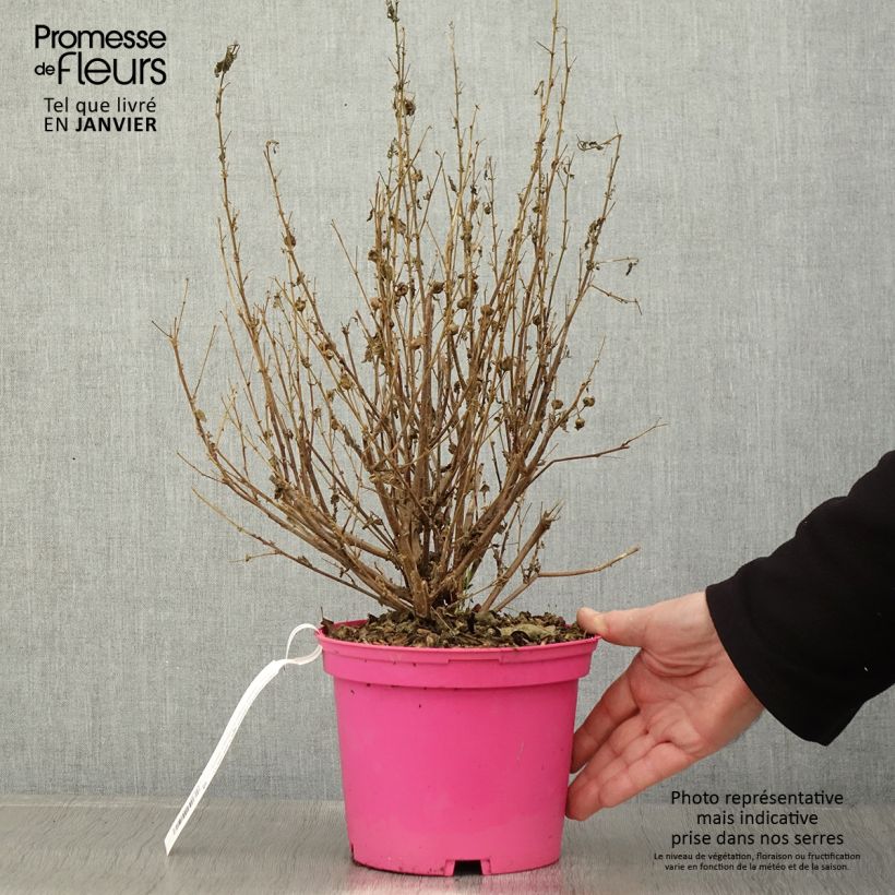 Anisodontea Lady in Pink Maceta 3L/4L Ejemplar entregado en invierno