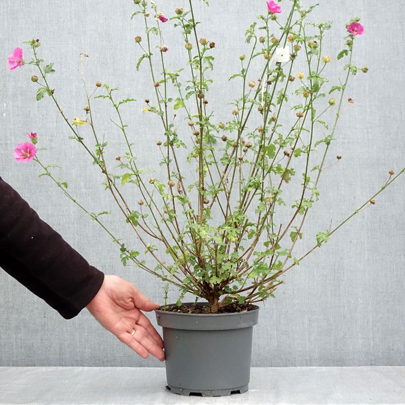 Ejemplar de Anisodontea scabrosa Large Red Maceta 3L/4L entregado en otoño