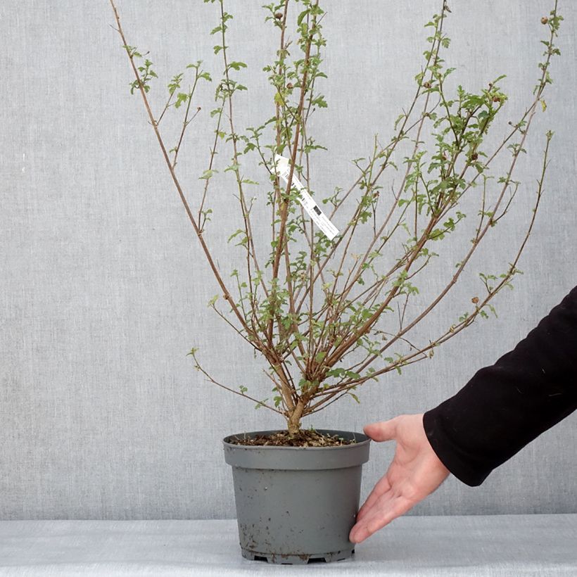 Anisodontea scabrosa Large Red Maceta 3L/4L Ejemplar entregado en invierno