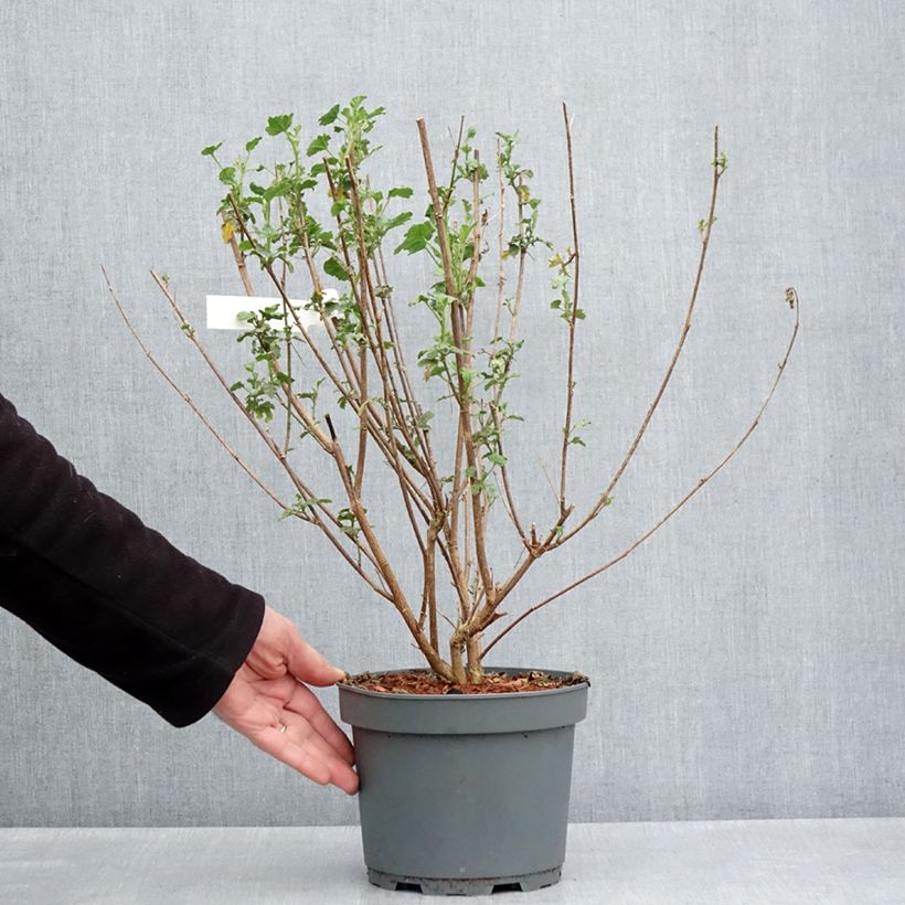 Anisodontea scabrosa Large Red Maceta 3L/4L Ejemplar entregado en la primavera