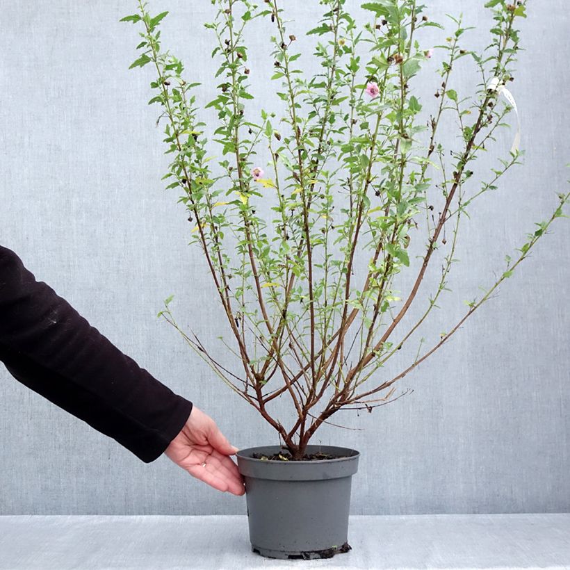 Ejemplar de Anisodontea scabrosa Miss Pinky Maceta 3L/4L entregado en otoño