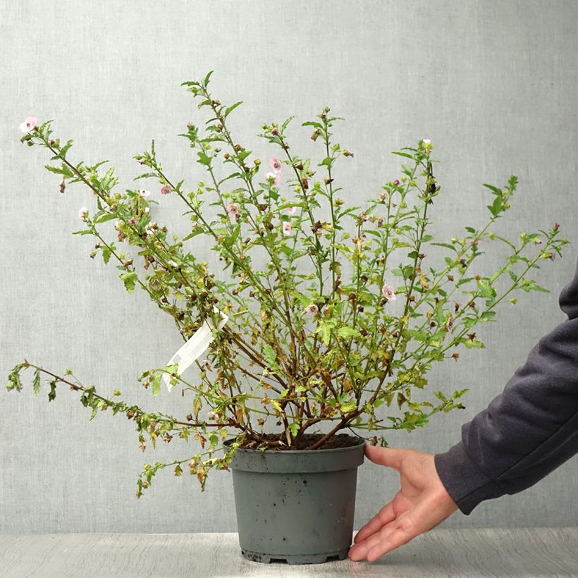 Ejemplar de Anisodontea scabrosa Miss Pinky Maceta 3L/4L entregado en verano