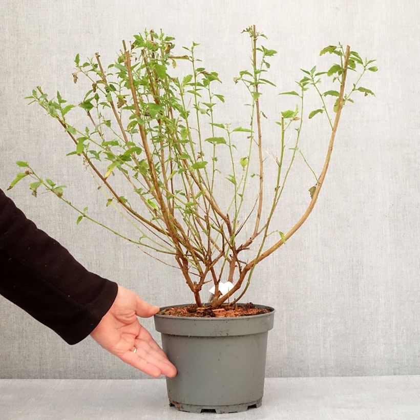 Anisodontea scabrosa Miss Pinky Maceta 3L/4L Ejemplar entregado en invierno