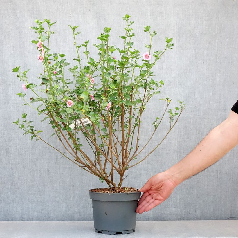 Anisodontea scabrosa Miss Pinky Maceta 3L/4L Ejemplar entregado en la primavera