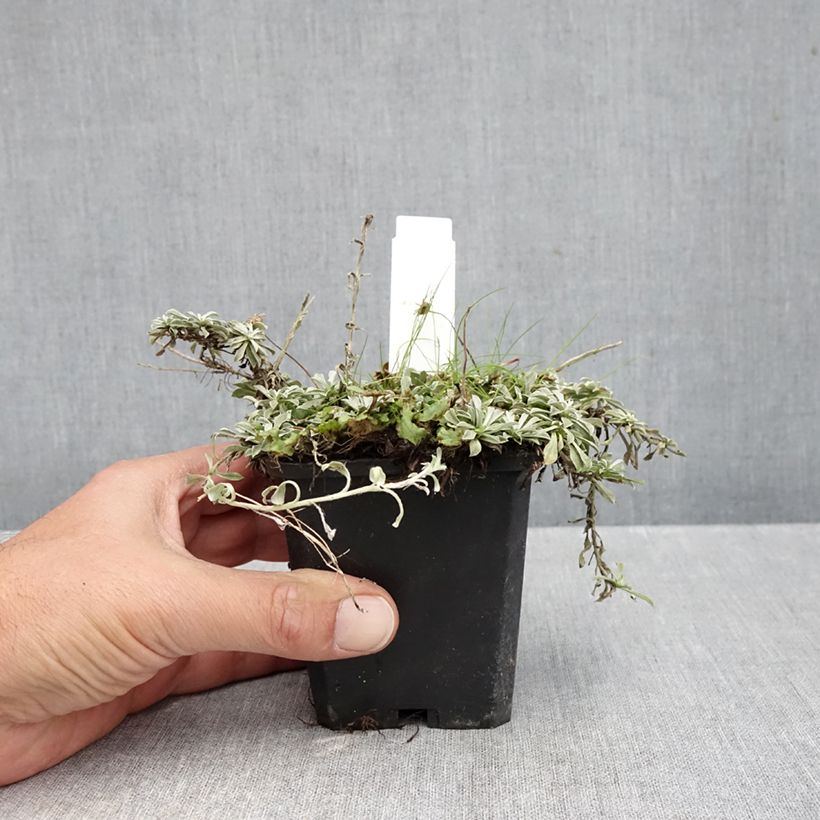Ejemplar de Antennaria dioica var. borealis - Pie de gato Maceta de 8/9 cm entregado en otoño
