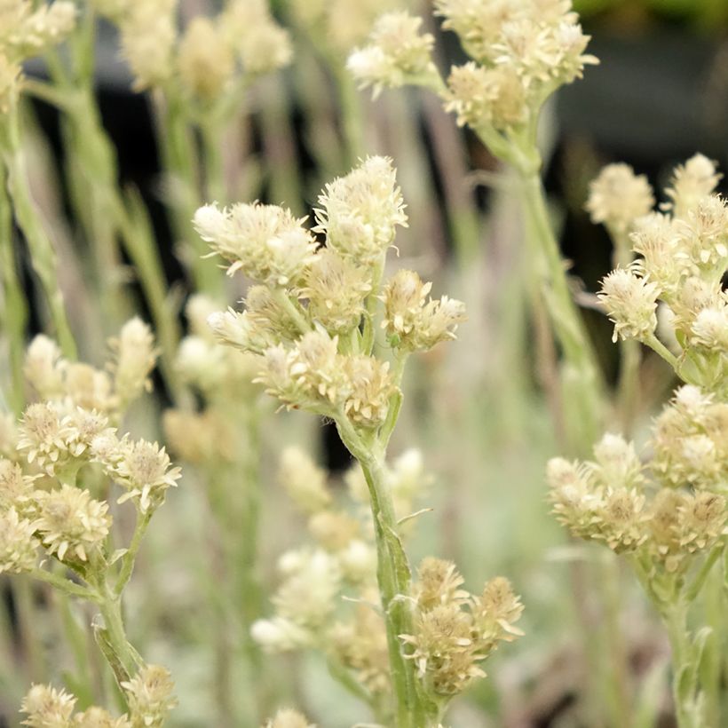 Antennaria dioica var. borealis - Pie de gato (Floración)