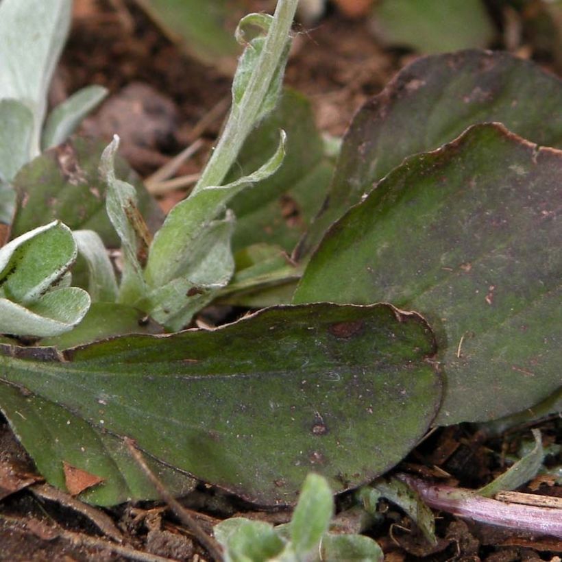 Antennaria plantaginifolia - Pie de gato (Follaje)