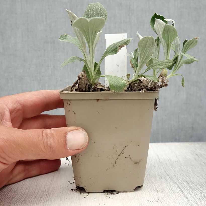 Ejemplar de Antennaria plantaginifolia - Pie de gato Maceta de 8/9 cm entregado en verano
