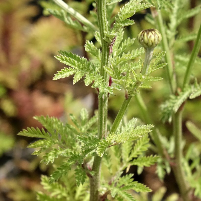 Anthemis sancti-johannis - Manzanilla de San Juan (Follaje)