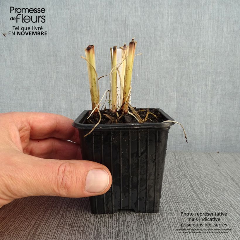 Ejemplar de Anthericum saundersiae Starlight Maceta de 8/9 cm entregado en otoño