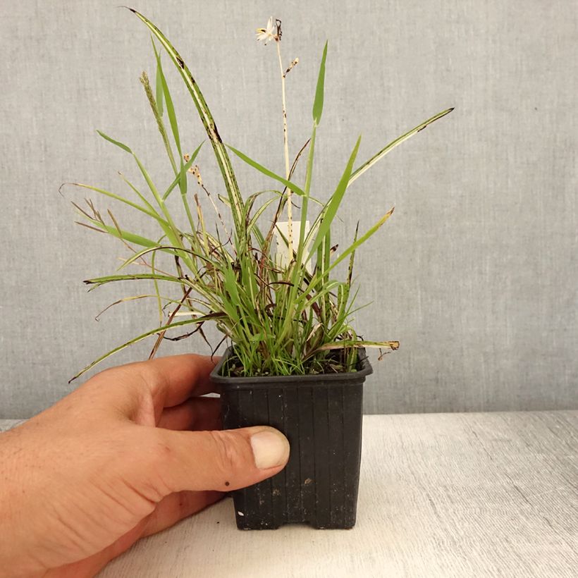Ejemplar de Anthericum saundersiae Starlight Maceta de 8/9 cm entregado en verano