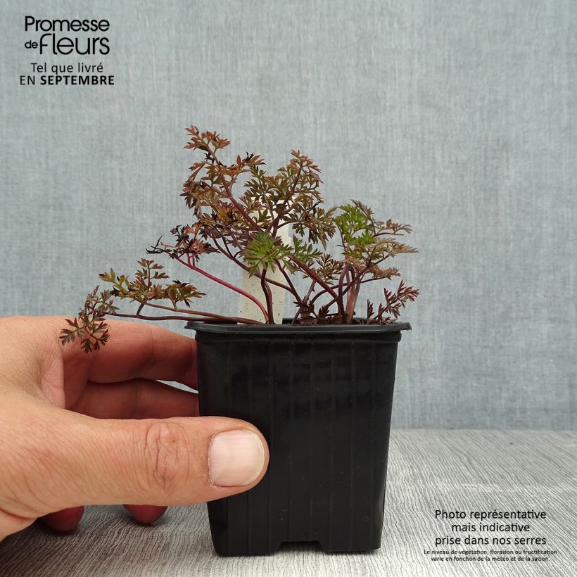 Ejemplar de Perifollo verde Ravenswing - Anthriscus sylvestris Maceta de 8/9 cm entregado en verano