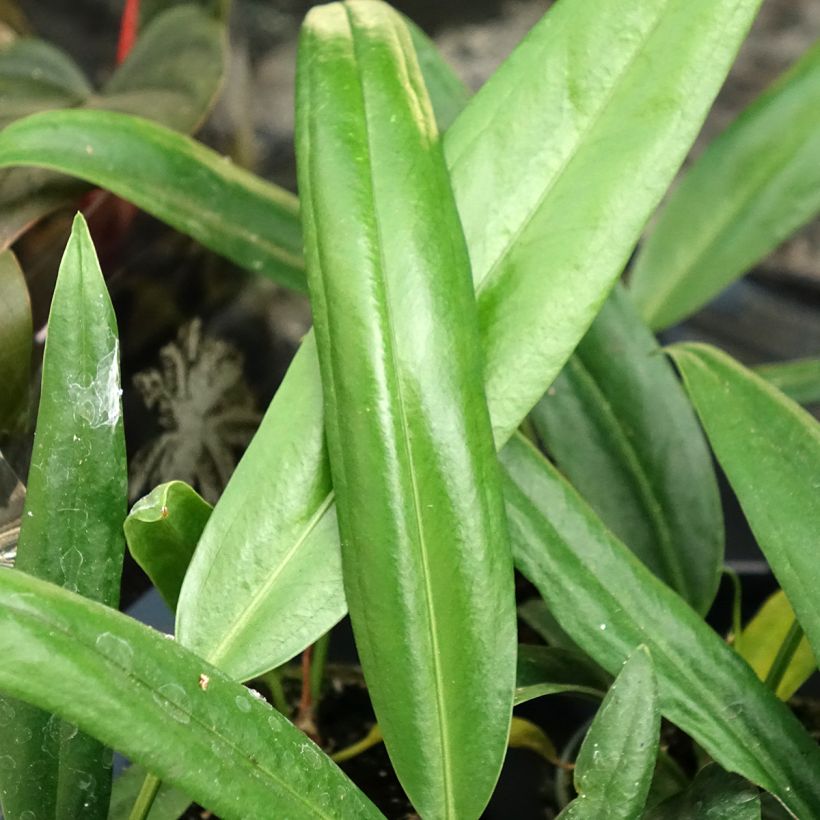 Anthurium bakeri - Anturio (Follaje)